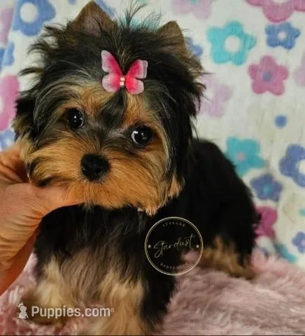 Tiny Pippa – Yorkshire Terrier puppy for sale in Plainfield, IL