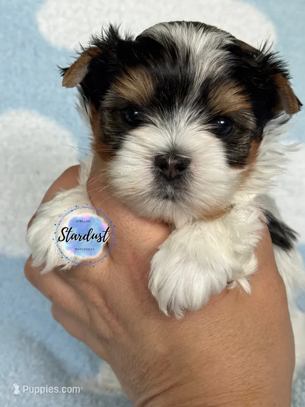 Eli – Biewer puppy for sale in Plainfield, IL