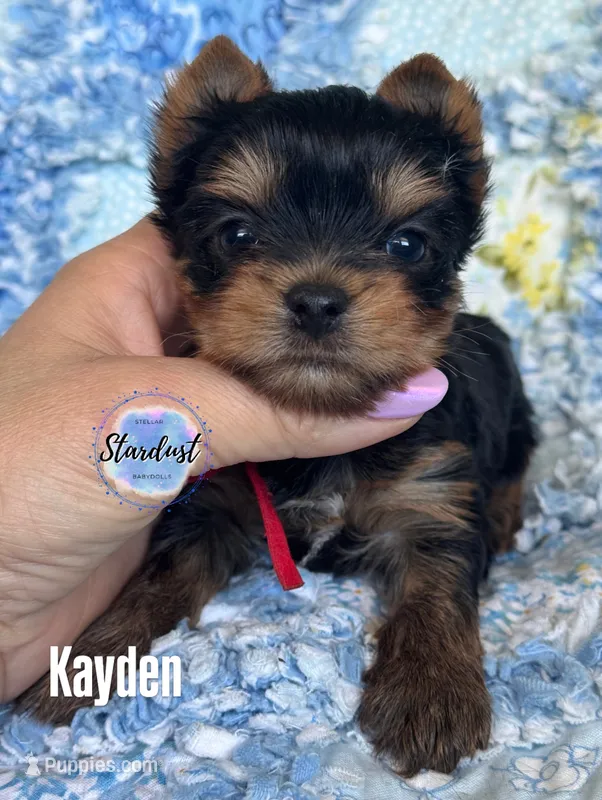 Kayden – Yorkshire Terrier puppy for sale in Plainfield, IL