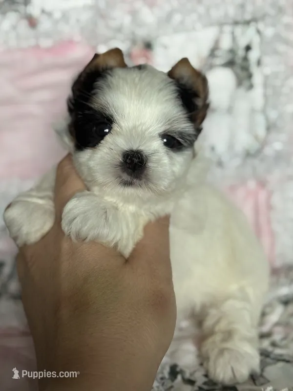 Cardi – Biewer puppy for sale in Plainfield, IL