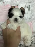 Cardi, a female Biewer for sale in Plainfield, IL – 1 of 1
