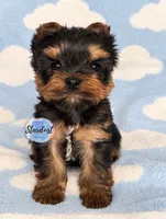 Milo, a male Yorkshire Terrier for sale in Plainfield, IL – 1 of 1
