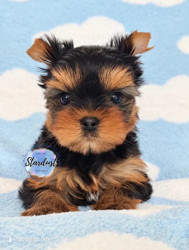 Griffin – Yorkshire Terrier puppy for sale in Plainfield, IL