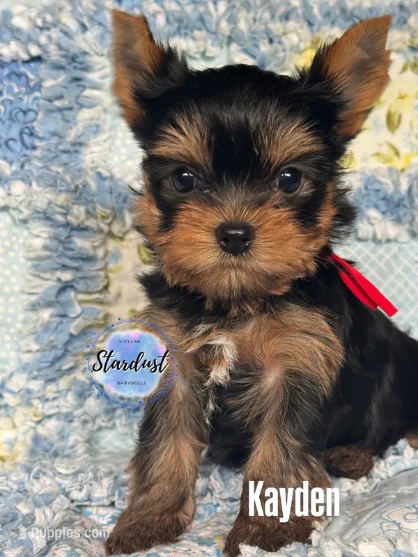 Kayden – Yorkshire Terrier puppy for sale in Plainfield, IL