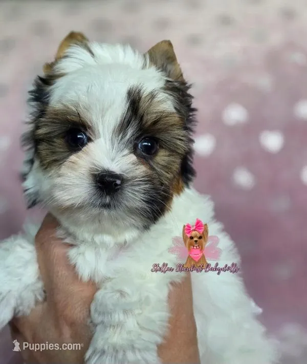 Tiny Grace – Biewer puppy for sale in Plainfield, IL