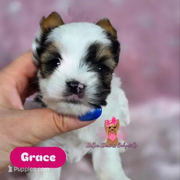 Tiny Grace – Biewer puppy for sale in Plainfield, IL
