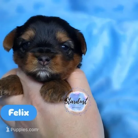 Felix – Yorkshire Terrier puppy for sale in Plainfield, IL