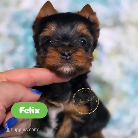 Felix – Yorkshire Terrier puppy for sale in Plainfield, IL