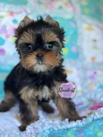 Gianna, a female Yorkshire Terrier for sale in Plainfield, IL – 1 of 1