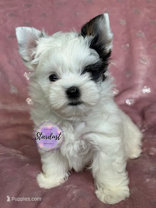 Xs Riley  – Biewer puppy for sale in Plainfield, IL