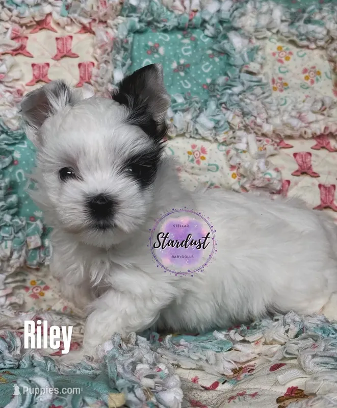 Xs Riley  – Biewer puppy for sale in Plainfield, IL