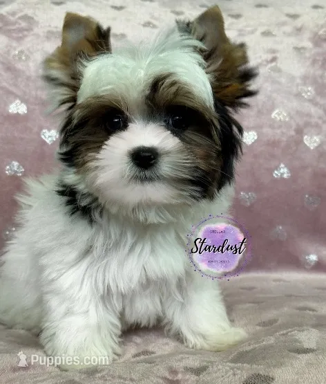 XS Grace – Biewer puppy for sale in Plainfield, IL