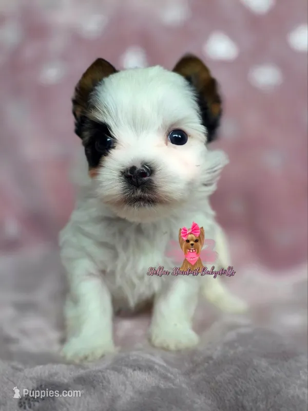 Tiny Gigi  – Biewer puppy for sale in Plainfield, IL