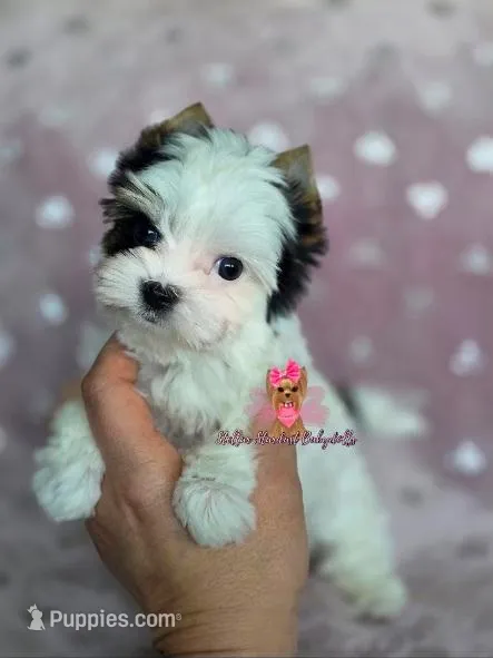 Tiny Gigi(Teacup,) – Biewer puppy for sale in Plainfield, IL