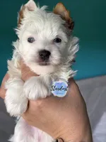 Pax blue eyes, a male Yorkshire Terrier for sale in Plainfield, IL – 1 of 2