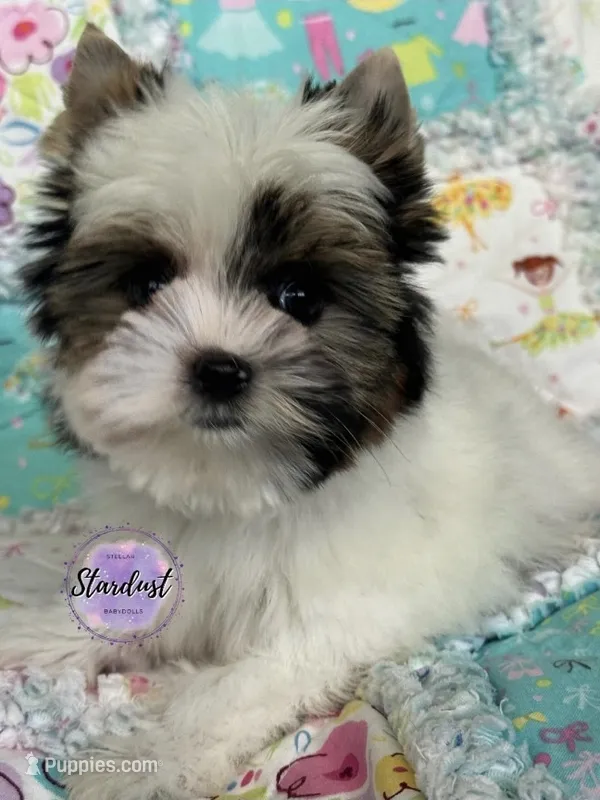 XS Grace – Biewer puppy for sale in Plainfield, IL