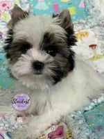 XS Grace, a female Biewer for sale in Plainfield, IL – 1 of 1