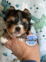 Tiny Bodhi, a male Yorkshire Terrier for sale in Plainfield, IL – 1 of 1