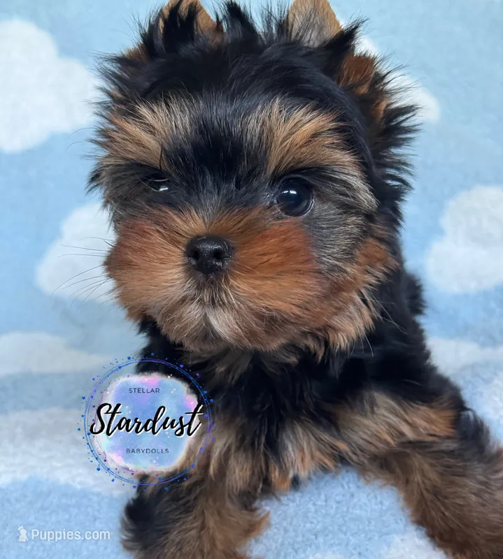 Griffin – Yorkshire Terrier puppy for sale in Plainfield, IL
