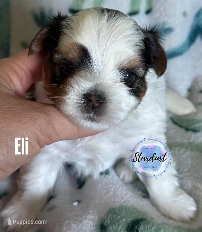 Eli – Biewer puppy for sale in Plainfield, IL