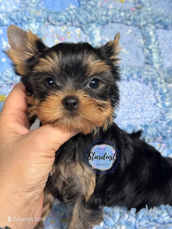 Kai  – Yorkshire Terrier puppy for sale in Plainfield, IL