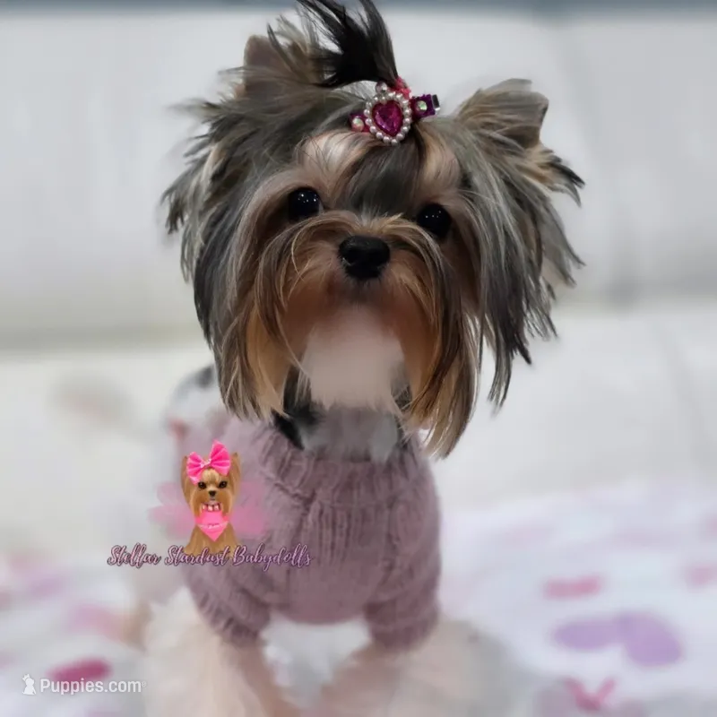 Tiny Ellie – Biewer puppy for sale in Plainfield, IL