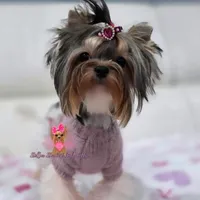 Tiny Ellie, a female Biewer for sale in Plainfield, IL – 1 of 1