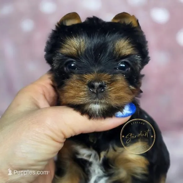 Fern  – Yorkshire Terrier puppy for sale in Plainfield, IL
