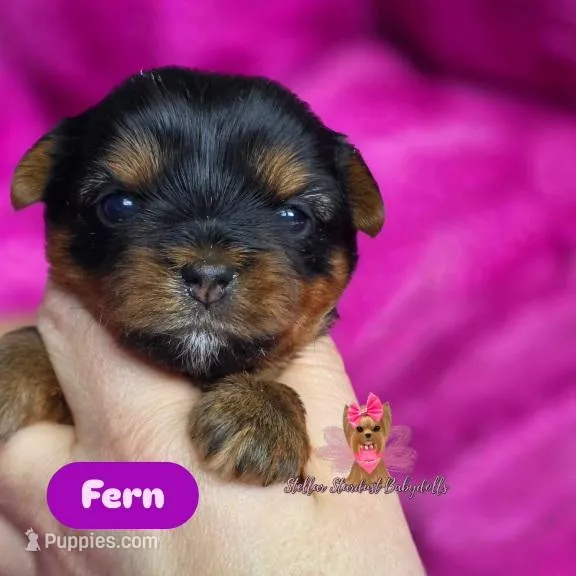 Fern  – Yorkshire Terrier puppy for sale in Plainfield, IL