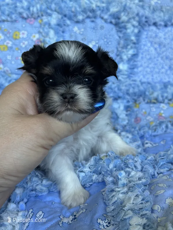 Tiny Eagan – Biewer puppy for sale in Plainfield, IL