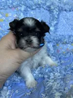 Tiny Eagan, a male Biewer for sale in Plainfield, IL – 1 of 1