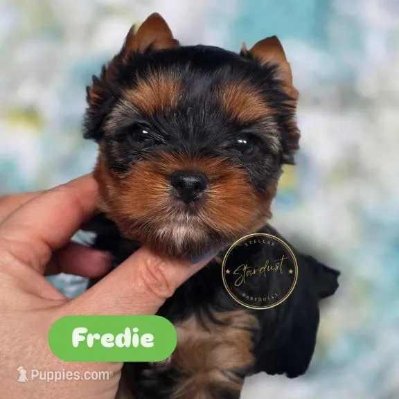 Fredie – Yorkshire Terrier puppy for sale in Plainfield, IL