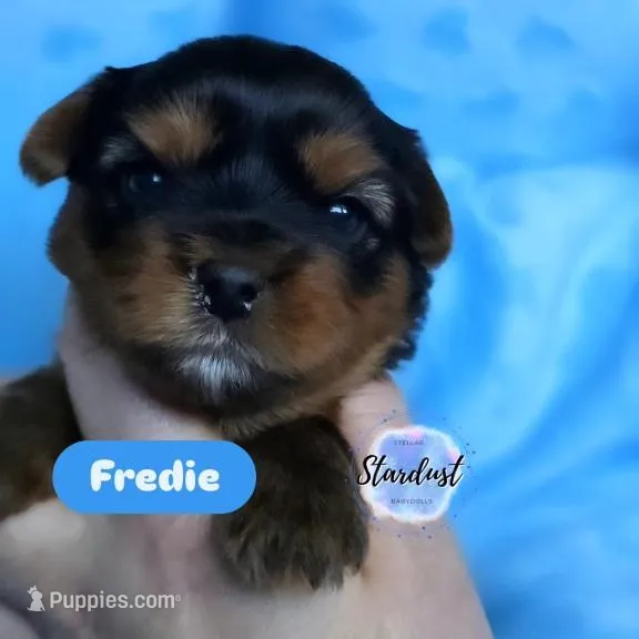 Fredie – Yorkshire Terrier puppy for sale in Plainfield, IL