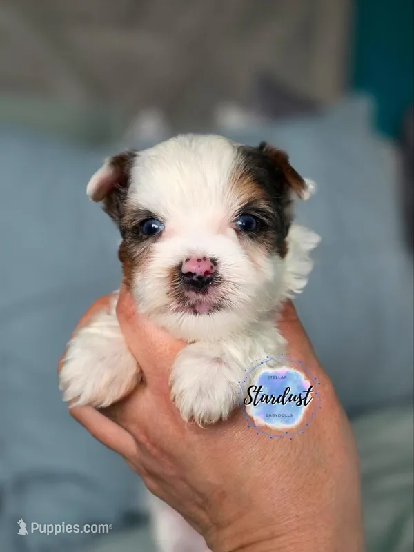 Blue eye Griffin – Biewer puppy for sale in Plainfield, IL