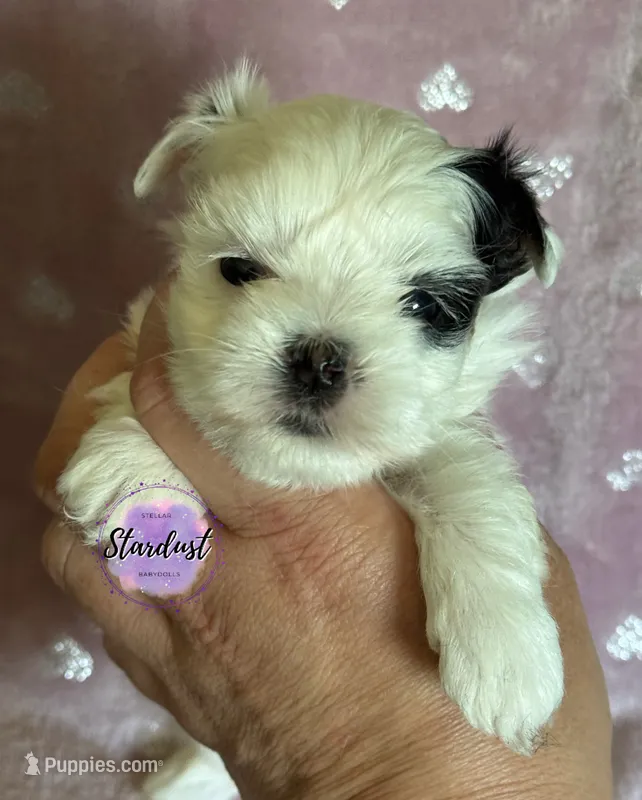Xs Riley  – Biewer puppy for sale in Plainfield, IL