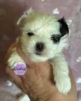 Xs Riley , a female Biewer for sale in Plainfield, IL – 1 of 1