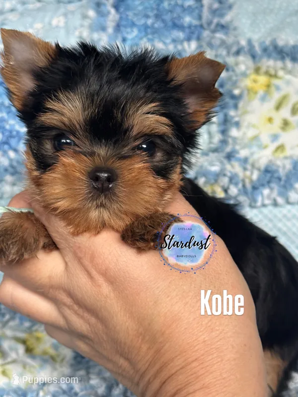 Kobe – Yorkshire Terrier puppy for sale in Plainfield, IL