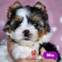 Tiny Mia, a female Yorkshire Terrier for sale in Plainfield, IL – Photo 2 of 2