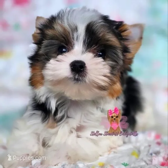Tiny Mia – Yorkshire Terrier puppy for sale in Plainfield, IL