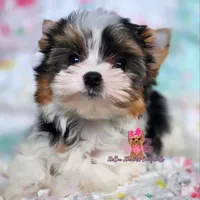 Tiny Mia, a female Yorkshire Terrier for sale in Plainfield, IL – Photo 1 of 2