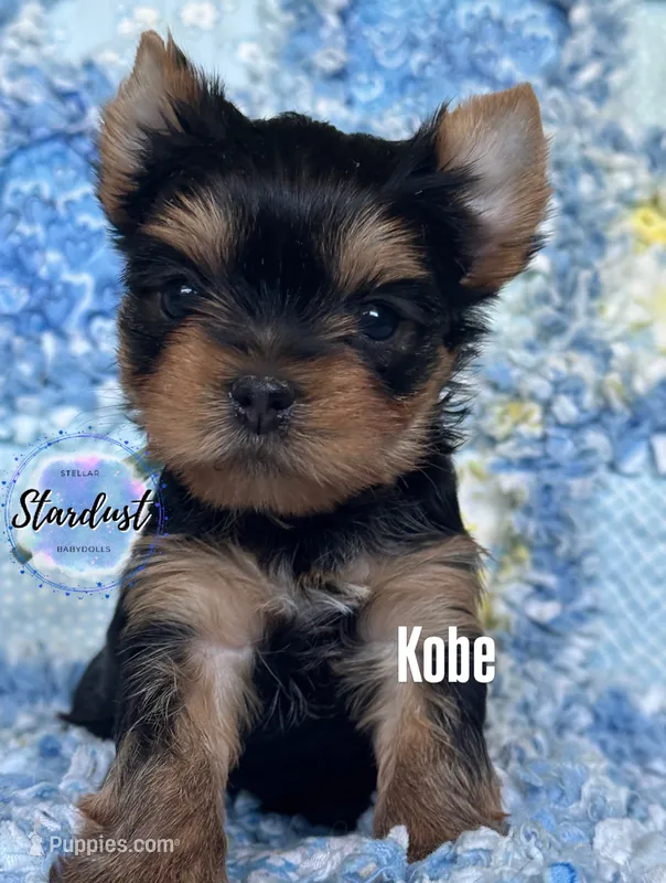 Kobe – Yorkshire Terrier puppy for sale in Plainfield, IL