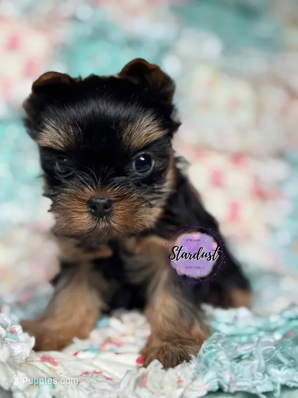 Tiny Nala – Yorkshire Terrier puppy for sale in Plainfield, IL