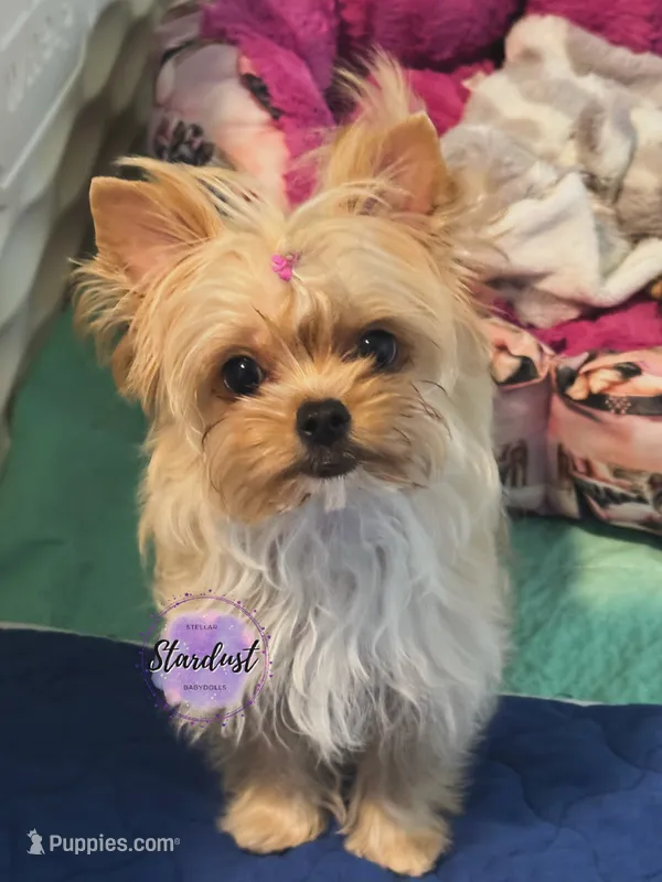 Tiny June  – Yorkshire Terrier puppy for sale in Plainfield, IL