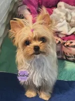 Tiny June , a female Yorkshire Terrier for sale in Plainfield, IL – 1 of 1