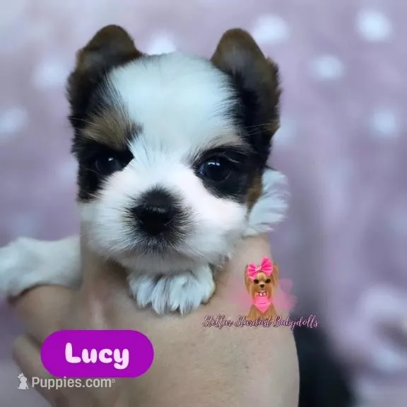 Tiny Lucy – Biewer puppy for sale in Plainfield, IL