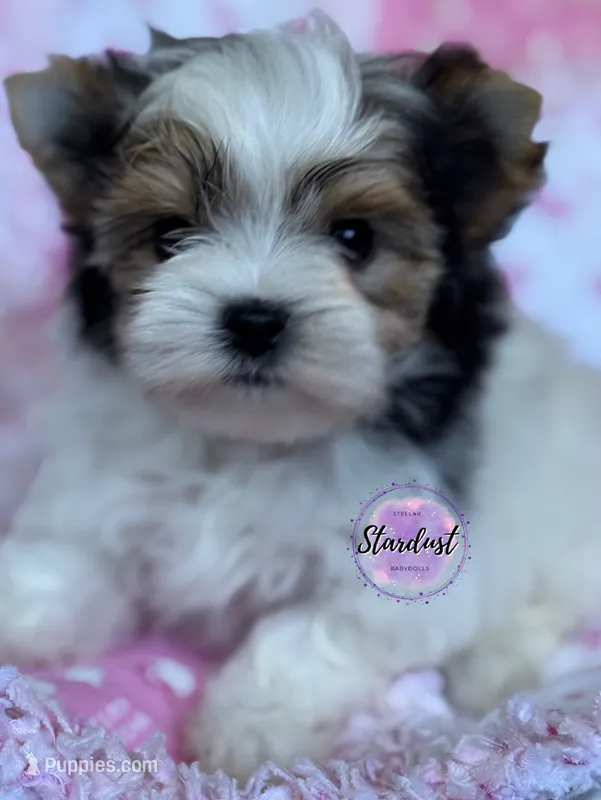 Tiny Esme  – Biewer puppy for sale in Plainfield, IL