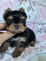 Gia, a female Yorkshire Terrier for sale in Plainfield, IL – 1 of 1