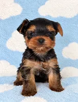 Tiny Duke, a male Yorkshire Terrier for sale in Plainfield, IL – 1 of 1