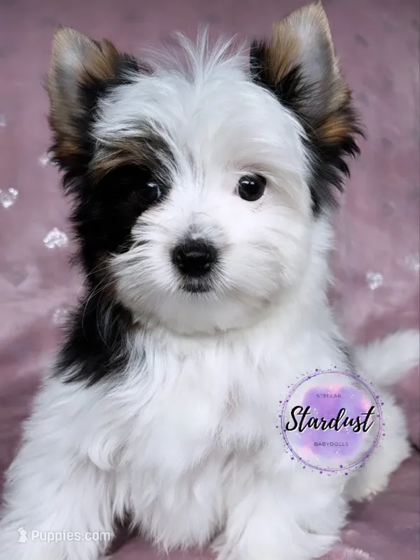 Lexi – Biewer puppy for sale in Plainfield, IL