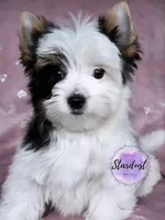 Lexi, a female Biewer for sale in Plainfield, IL – 1 of 1